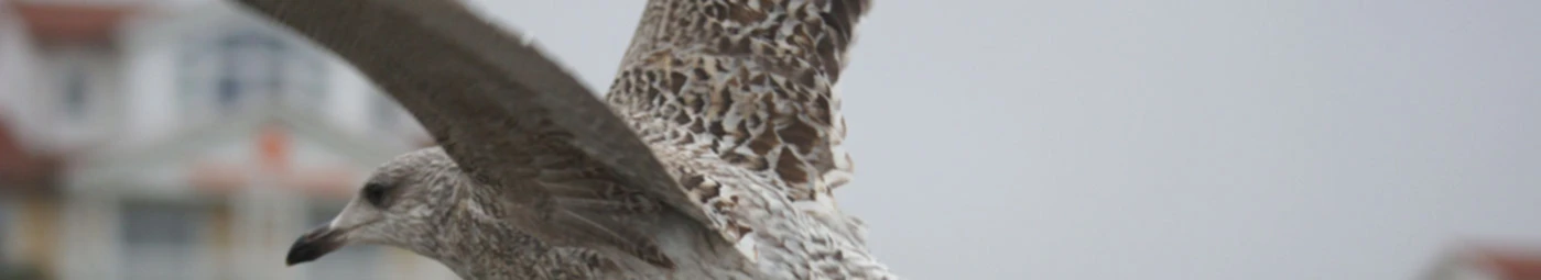 Banner image of derMausmeister