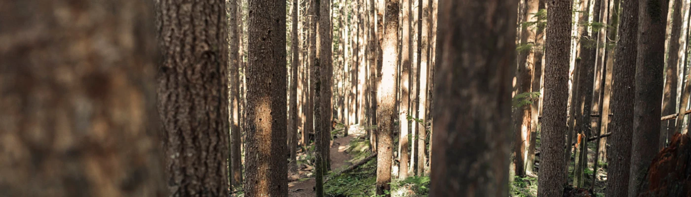 Banner image of Jambuling