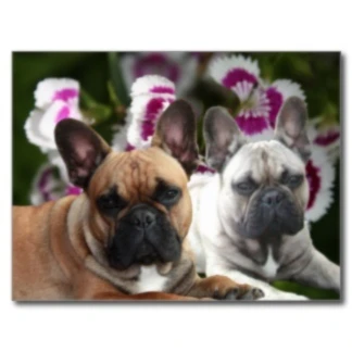 Bannière de 55welpen