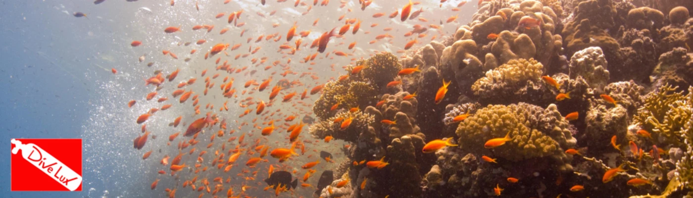 Banner image of DiveLux