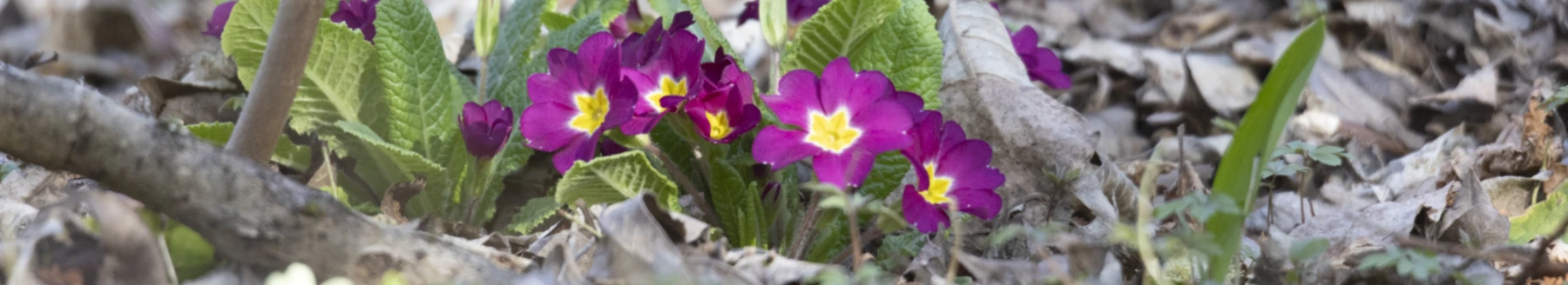 Bannière de froschklamotte.de