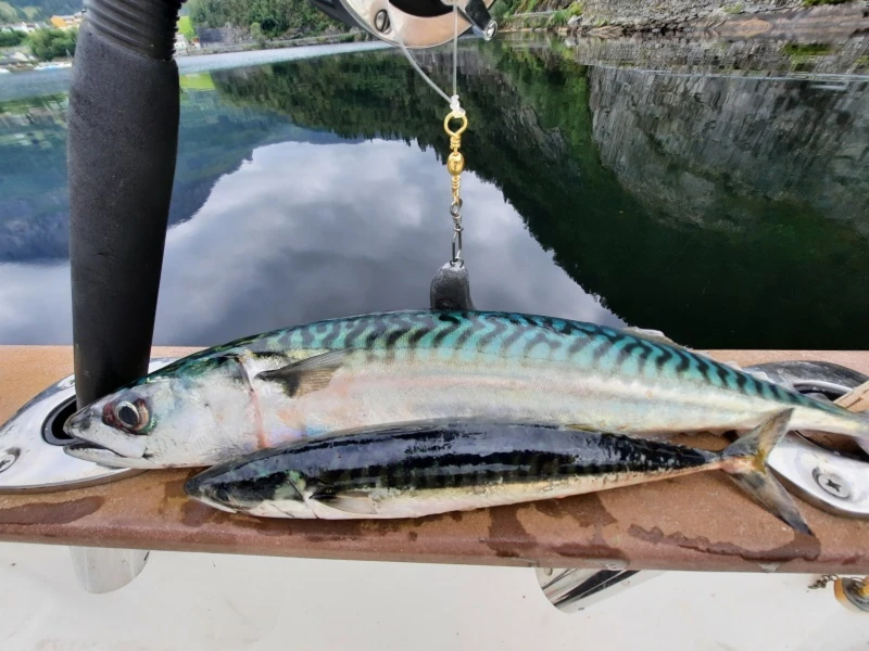 Banner image of Predator Fishing