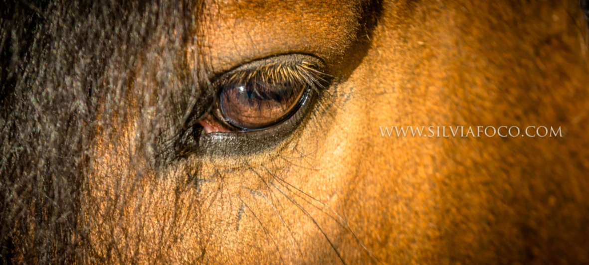 Banner image of equineart