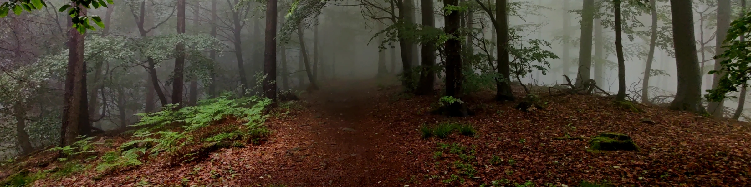 Bannerbild von ForestBlack