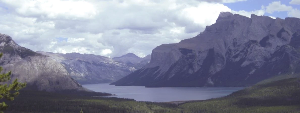 Banner image of wildatheart