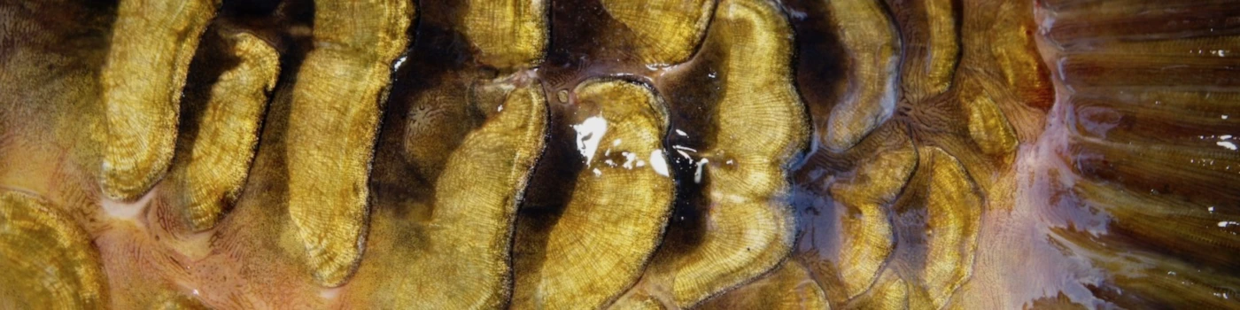 Bannière de Angel-Shirt.de