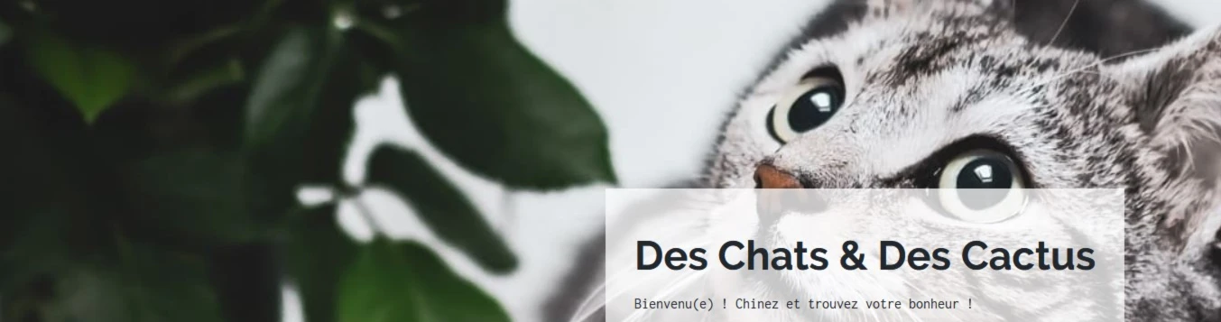 Bannière de Lisa.KitCats