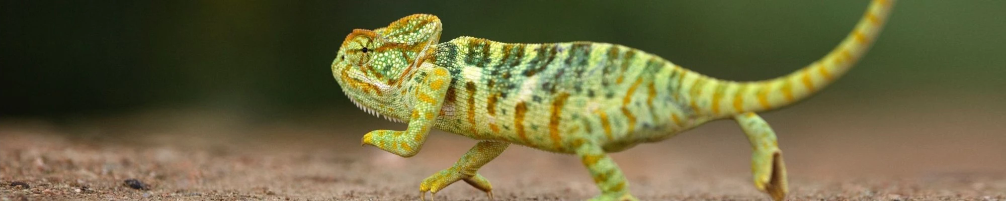 Bannerbild von ProWildlife