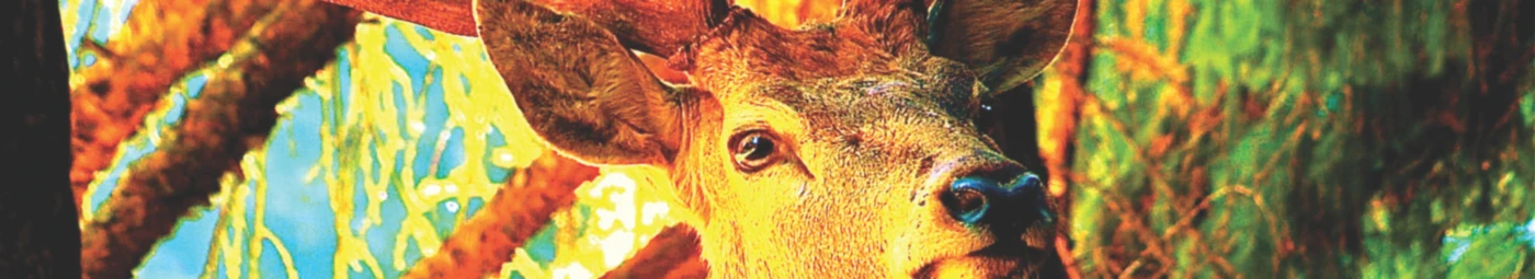 Banner image of Hirschen Filmshirts