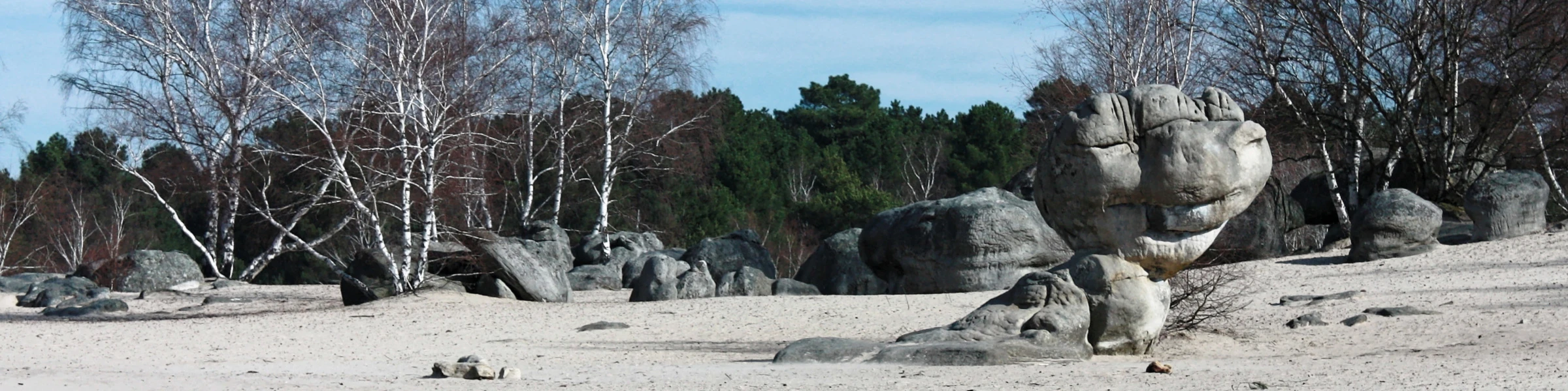 Banner image of orangutan