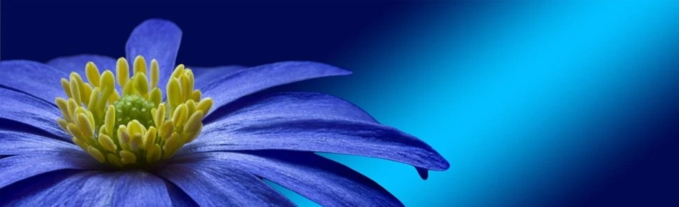 Bannerbild von fraeulein mo