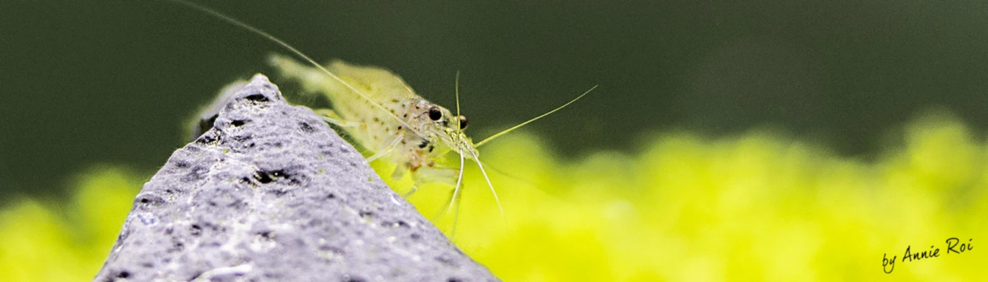 Banner image of Lepoissonrouge