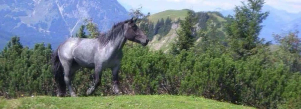 Banner image of Noriker Ranch Training