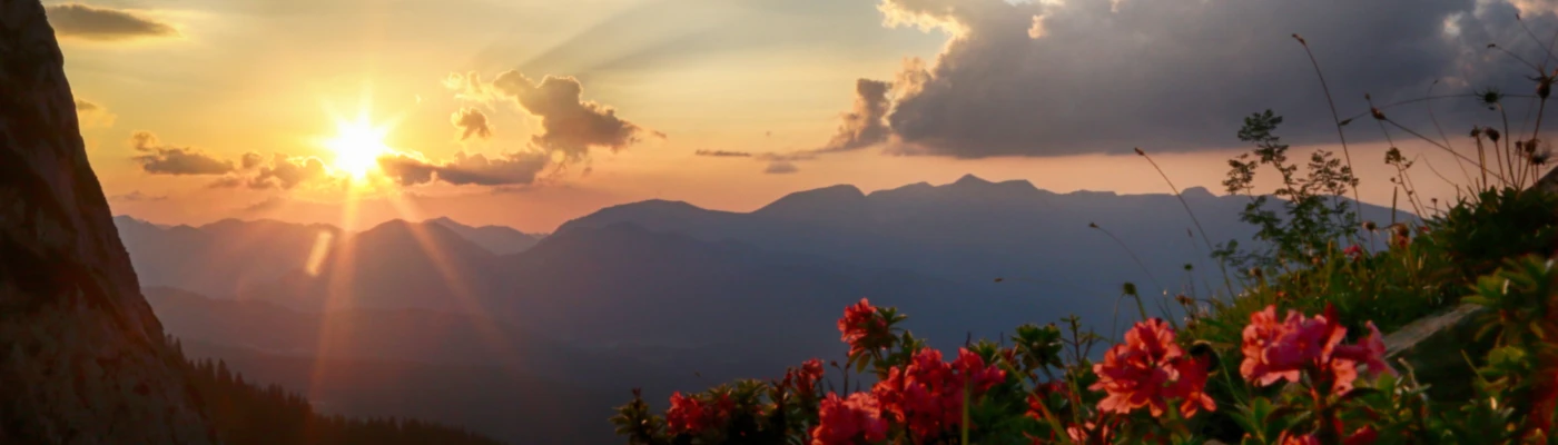 Banner image of 8404075