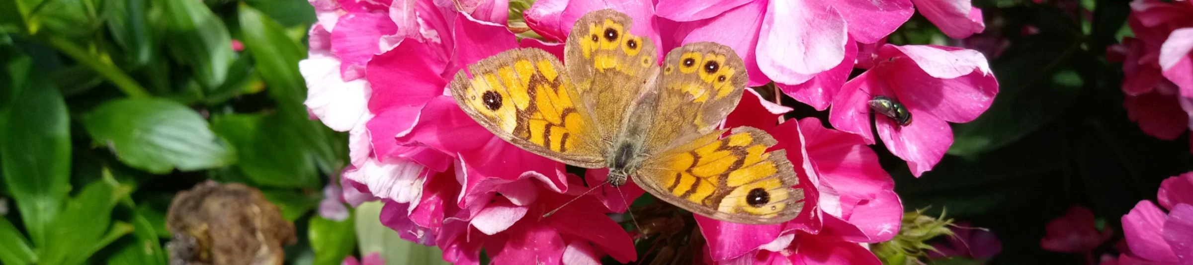 Banner image of Florinda