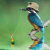 Eisvogel