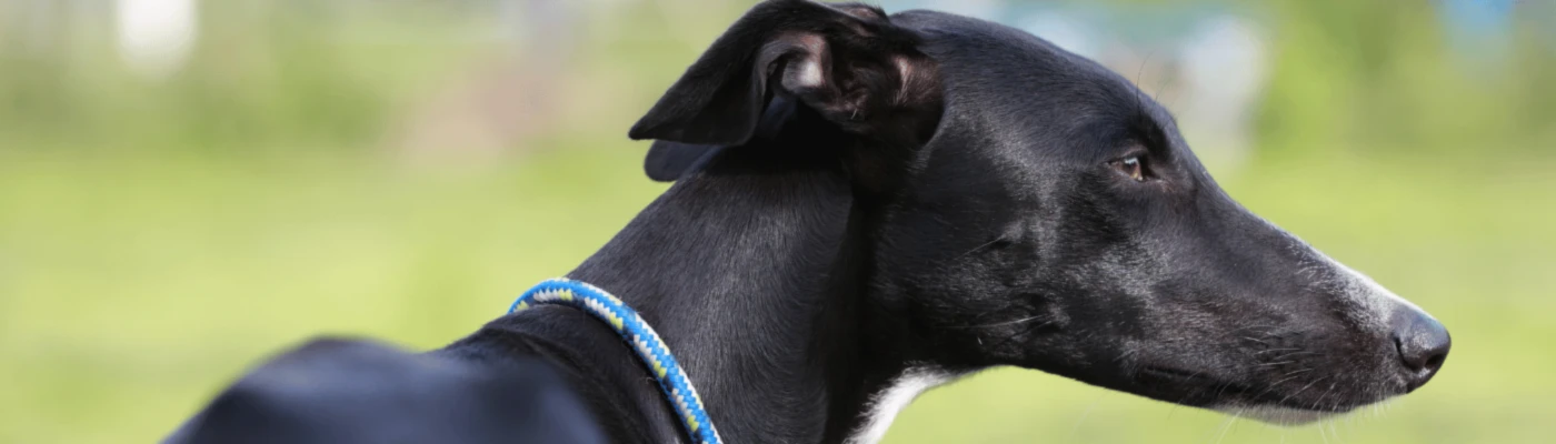 Banner image of Hundepower auf 4 Pfoten